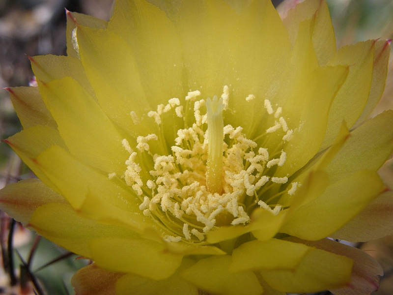 Файл:Eriosyce strausiana ssp. strausiana 2.jpg