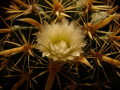 Ferocactus latispinus v. flavispinus.jpg