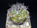 Gymnocalycium saglionis 2.jpg