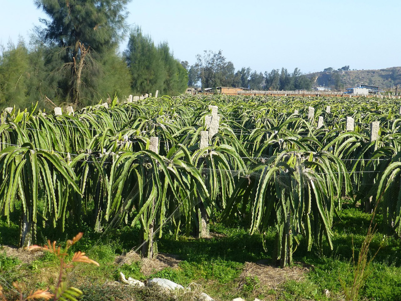 Файл:Hylocereus costaricensis 22.JPG