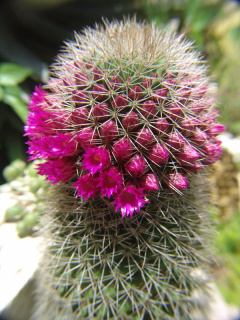Mamillaria backebergiana w600.jpg