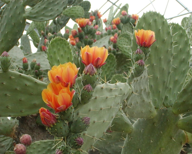 Файл:Opuntia macdogualiana.jpg