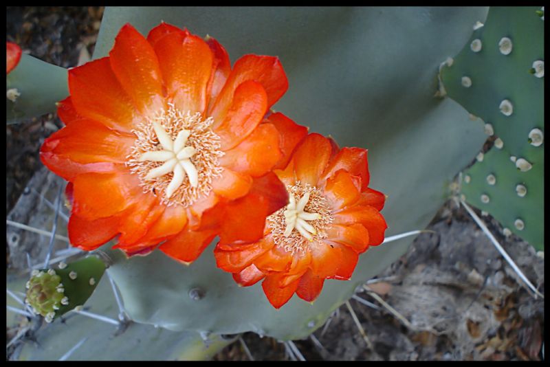 Файл:Opuntia quimilo 4.jpg