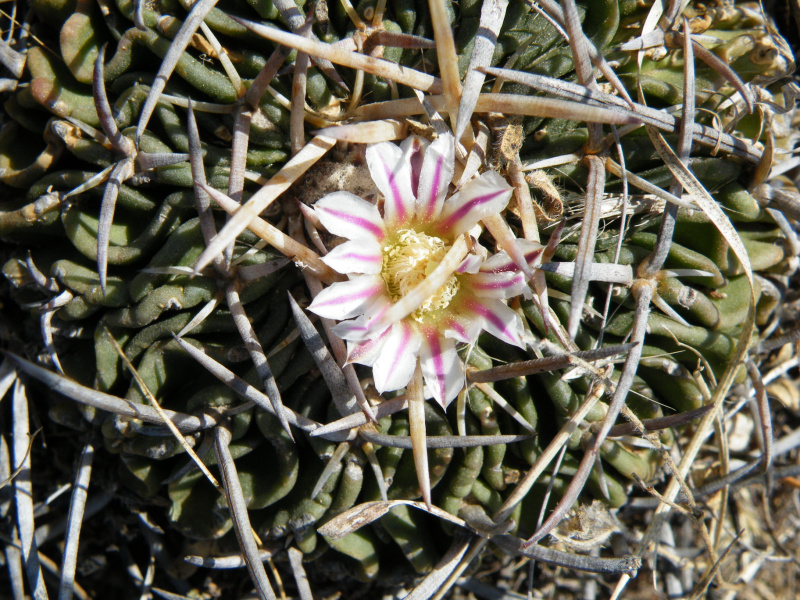 Файл:Stenocactus crispatus 0h.jpg