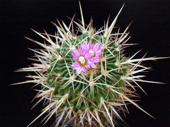 Stenocactus obvallatus 001.jpg