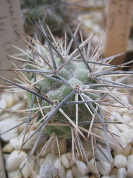Файл:Tephrocactus alexanderi CHJ 75 var.atratospinus.jpg