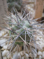 Tephrocactus alexanderi CHJ 75 var.atratospinus