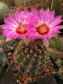 Thelocactus bicolor ssp. schwarzii 2.jpg