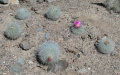 Thelocactus macdowellii