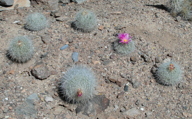 Файл:Thelocactus macdowellii 56.JPG