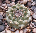 Turbinicarpus schmiedickeanus ssp. schwarzii 3.JPG