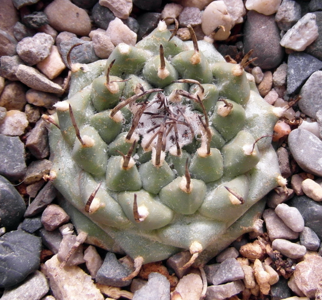 Файл:Turbinicarpus schmiedickeanus ssp. schwarzii 3.JPG