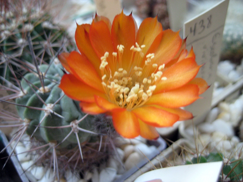 Файл:Acanthocalycium aurantiacum 3.jpg