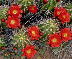 Echinocereus coccineus 0.jpg