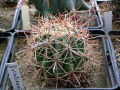 Ferocactus wislizeni 2.JPG