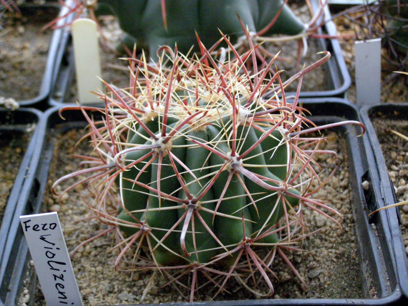 Файл:Ferocactus wislizeni 2.JPG