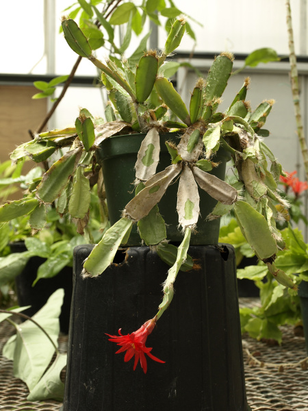 Файл:Hatiora gaertneri 01.jpg