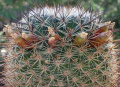 Mammillaria discolor 4.jpg