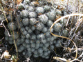 Mammillaria kraehenbuehlii 3.jpg