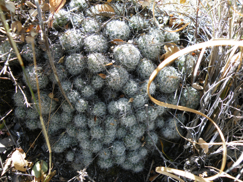 Файл:Mammillaria kraehenbuehlii 3.jpg