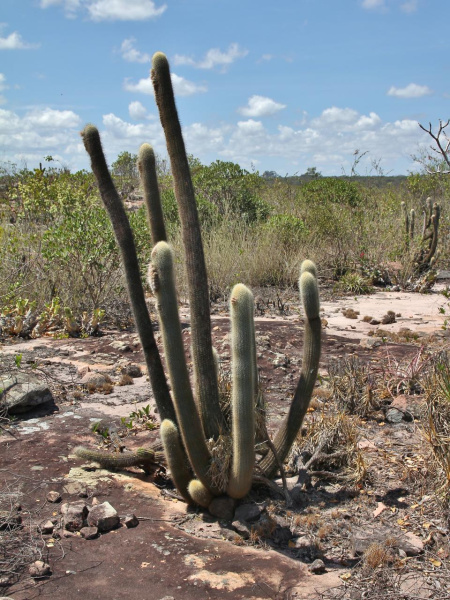 Файл:Micranthocereus purpureus 0.jpg