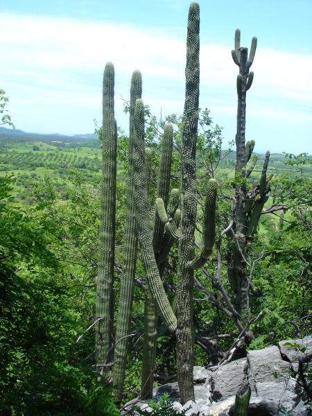 Файл:Neobuxbaumia squamulosa.JPG