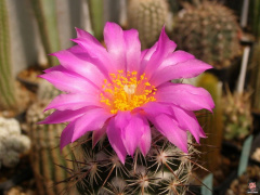 Neolloydia conoidea 2.jpg