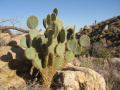 Opuntia chlorotica 02.jpg