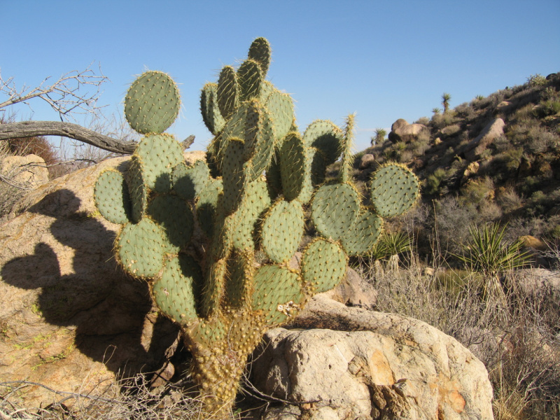 Файл:Opuntia chlorotica 02.jpg