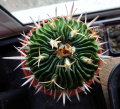 Stenocactus sp.