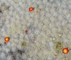 Austrocylindropuntia floccosa 1h.jpg