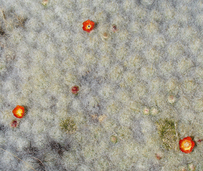 Файл:Austrocylindropuntia floccosa 1h.jpg