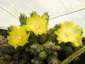 Austrocylindropuntia floccosa GaMO 9.jpg