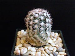 Echinocereus adustus ssp. adustus 2.JPG