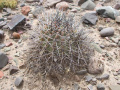 Echinopsis chrysantha 4.JPG