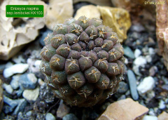 Eriosyce napina ssp. lembekei.jpg