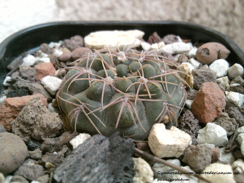 Файл:Gymnocalycium schroederianum 3.jpg
