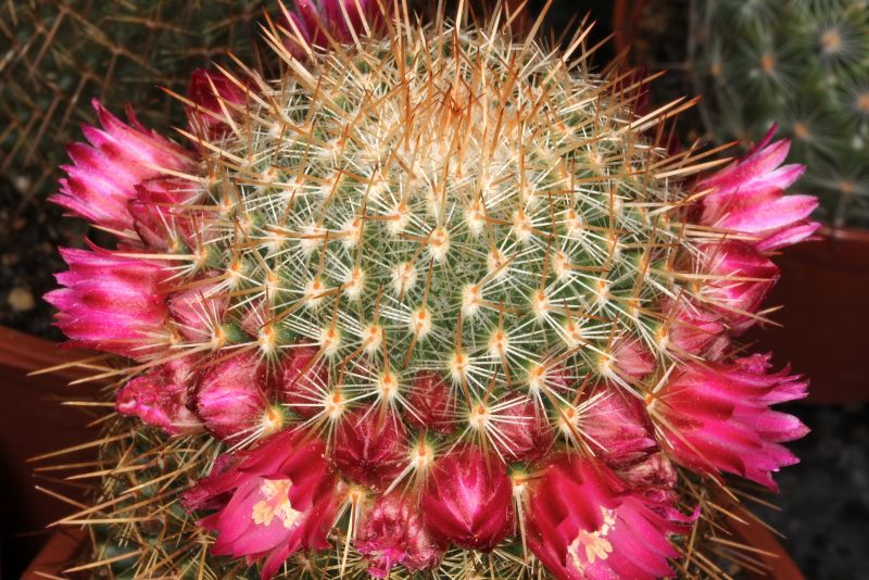 Файл:Mammillaria meyranii 2.jpg