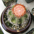 Melocactus matanzanus 3.JPG