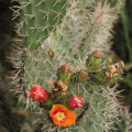 Opuntia soederstromiana
