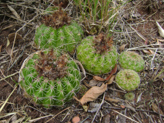 Parodia linkii 2.jpg