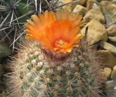 Parodia procera 03.jpg