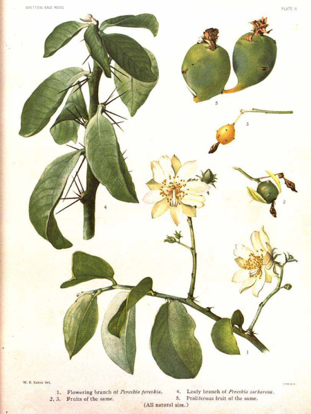 Файл:Pereskia sacharosa 50926.jpg