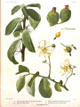 Pereskia sacharosa