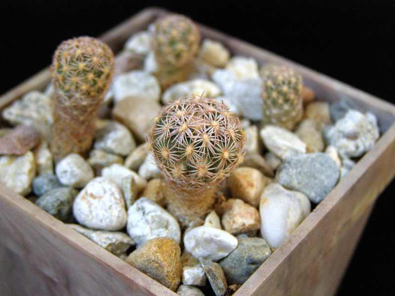 Файл:Sclerocactus intertextus 3.JPG