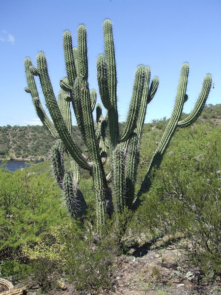 Файл:Stetsonia coryne 10.JPG