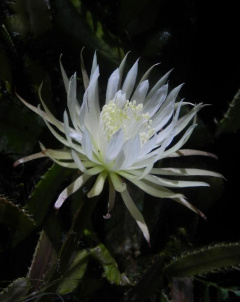 Strophocactus wittii 2.jpg