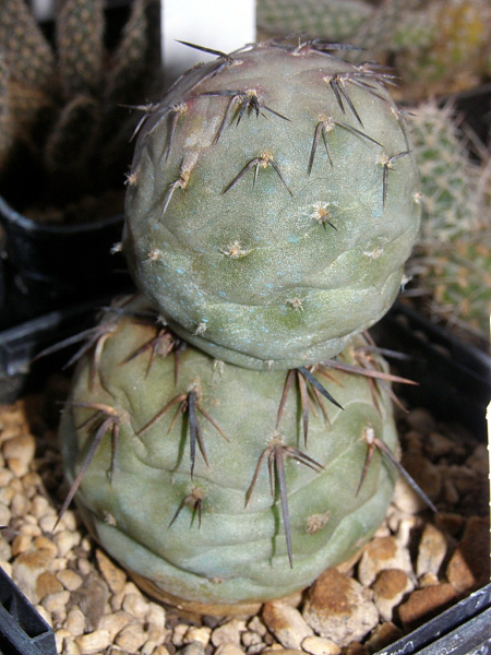 Файл:Tephrocactus alexanderi RBT50.jpg