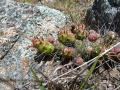 Austrocylindropuntia verschaffeltii