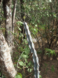 Cereus spegazzinii 2.JPG